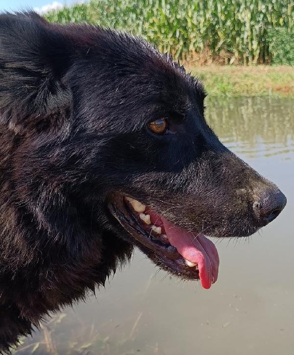 Connor, cerca casa (adozione del cuore) Foto 4